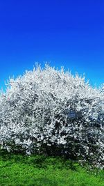 Cherry blossoms on field against clear blue sky