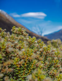 Close-up of flowering plant