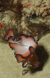 sea life