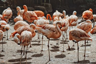 Flamingos standing on land