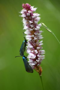 Close-up of insect on flower