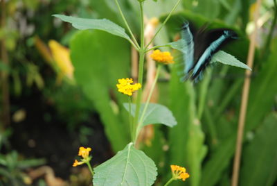 Close-up of insect on yellow flower