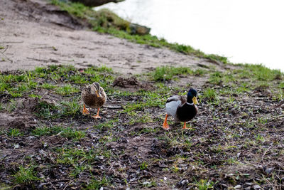 View of birds on land