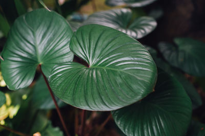 Close-up of green leaves