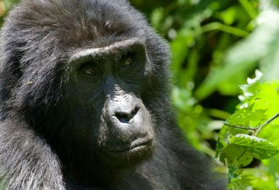 Close-up of a monkey