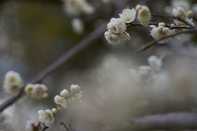 Close-up of white cherry blossom