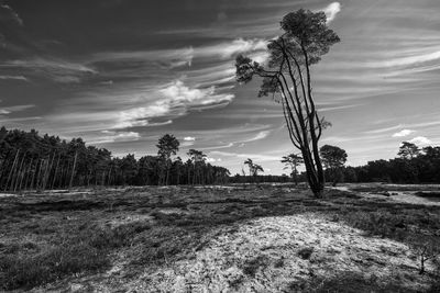 Trees on field against sky