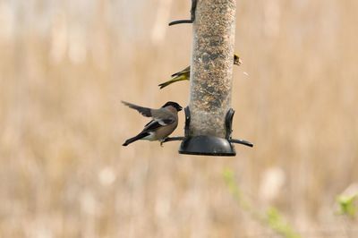 Close-up of bird perching on wooden post