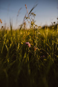 Close-up of flowering plants on field