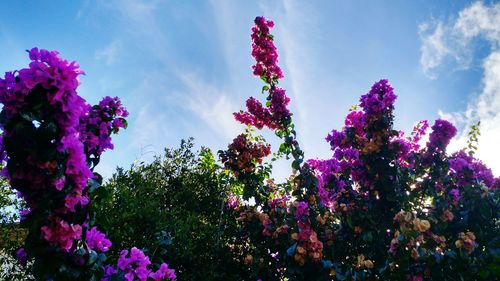 Low angle view of pink flowers