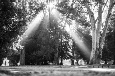 Sun shining through trees in park