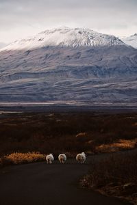 Sheep on road against mountain