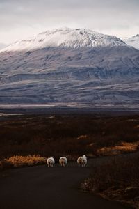 Sheep on road against mountain