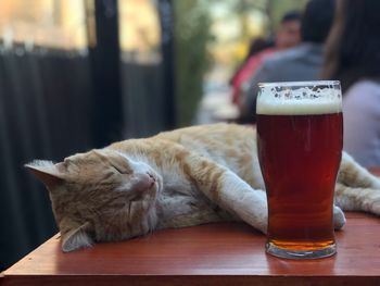Close-up of cat sleeping by beer glass on table at sidewalk cafe