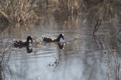 Ducks swimming in lake