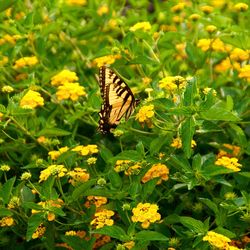 Close-up of butterfly on flower