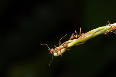 Red ants on twig against black background