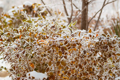 Close-up of frozen plants on field