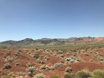 Scenic view of landscape against clear blue sky