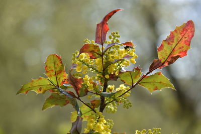 Close-up of maple leaves on tree during autumn