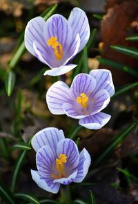 High angle view of purple crocus flowers