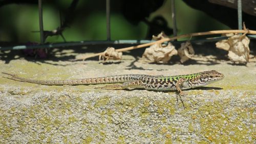 Close-up of lizard