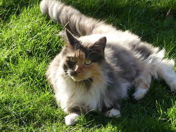 Portrait of cat on field