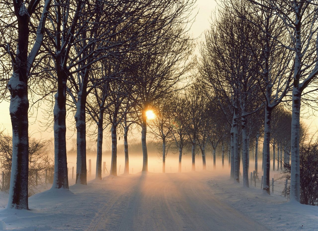 tree, winter, snow, cold temperature, tree trunk, bare tree, season, tranquility, nature, tranquil scene, covering, weather, branch, beauty in nature, treelined, scenics, the way forward, sun, sunlight, sunset