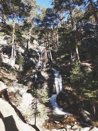 Low angle view of waterfall in forest