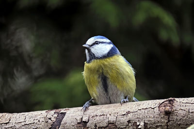 Close-up of bird perching on wood