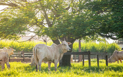 Horses in a field