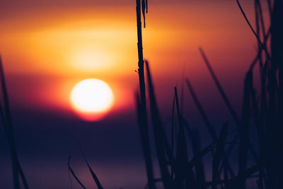 Close-up of silhouette plants against romantic sky at sunset