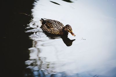 High angle view of mallard duck swimming in lake