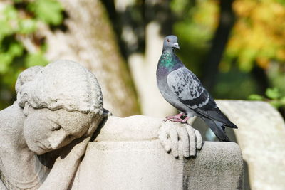 Close-up of pigeon perching on statue