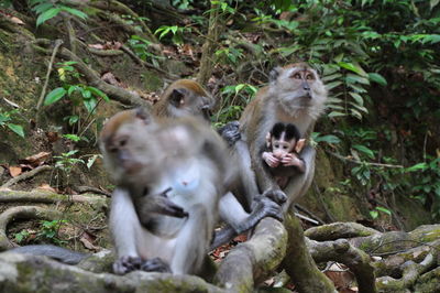 Monkey sitting on field