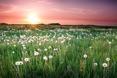 View of flowers growing in field