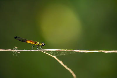 Close-up of insect on leaf