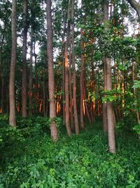 Trees growing in forest