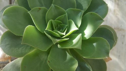 Close-up of succulent plant