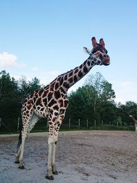 Full length of a horse in zoo