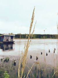 Plants growing in lake