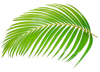 Close-up of palm leaves