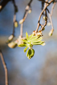 Close-up of flower on tree