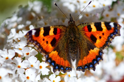 Close-up of butterfly pollinating on flower