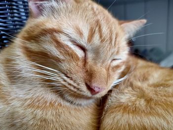 Close-up of a sleeping cat