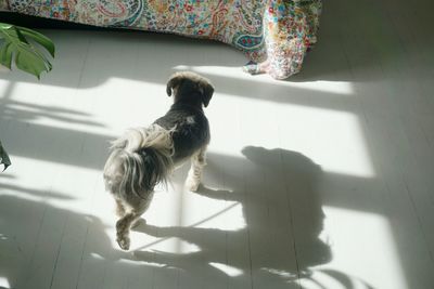 High angle view of dog at home