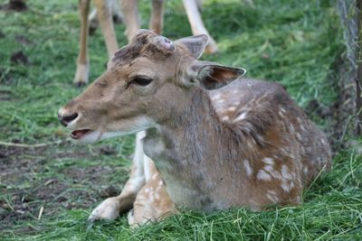 Deer in a field