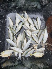 High angle view of fish for sale in market