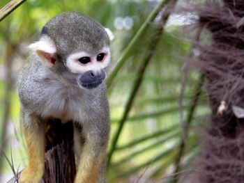 Close-up portrait of a monkey