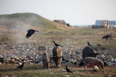 Cattle and pigs grazing among burning plastic at rubbish dump waste and garbage